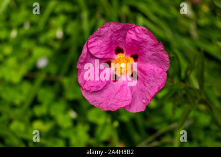 Gros plan macro photo de rock rose isolé-fleur sur fond flou dans un jardin Banque D'Images