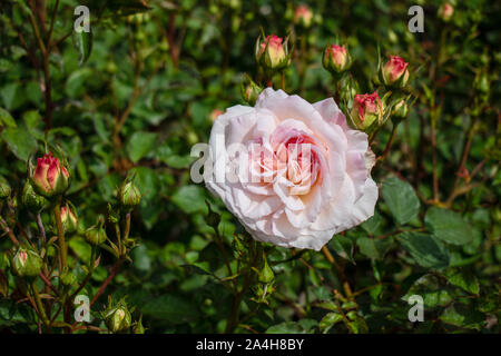 Photo en gros plan de fleur rose blanc isolé dans un jardin. Rosa chinensis. communément appelé rose bengale ou rose chinois Banque D'Images