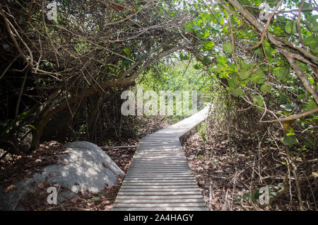 Arrecifes trail dans le Parc National Tayrona, une zone protégée située dans Magdalena Ministère de la côte caraïbe de Colombie Banque D'Images