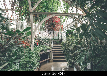 Jardins tropicaux frais Feuilles et feuillage en gaz à effet de serre, le Jardin botanique de plantes d'Intérieur
