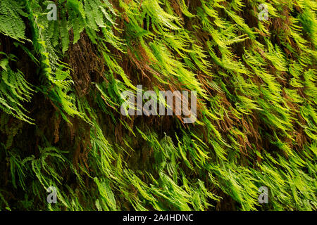 CA03666-00...CALIFORNIE - Close up detail pour la nouvelle croissance sur les parois du canyon de fougères au printemps à Fern Canyon en Prairie Creek Redwoods S Banque D'Images