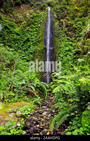 CA03668...CALIFORNIE - Waterfall sur Home Creek situé le long de la côte californienne Trail North de Fern Canyon dans la Prairie Creek Redwoods State Park. Banque D'Images