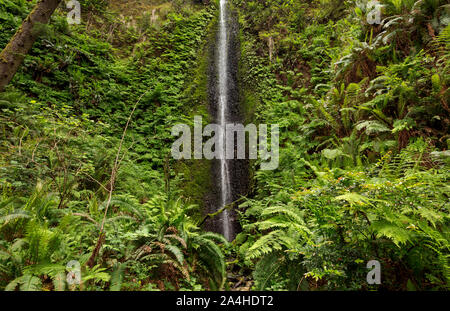 CA03669...CALIFORNIE - Waterfall sur Home Creek situé le long de la côte californienne Trail North de Fern Canyon dans la Prairie Creek Redwoods State Park. Banque D'Images