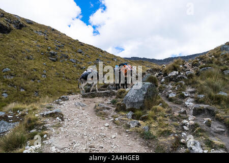 Deux ânes transportant l'équipement et le matériel sur une expédition d'alpinisme dans les Andes au Pérou Banque D'Images