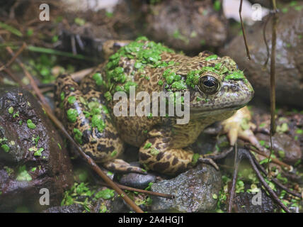 (Lithobates catesbeianus grenouille taureau américain), Amaru Biopark, Cuenca, Équateur Banque D'Images