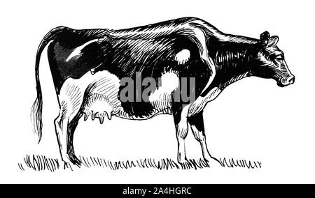 Vache de pâturage. Dessin noir et blanc Encre Banque D'Images