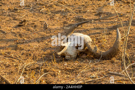 Le crâne et les cornes d'un buffle africain isolé sur une parcelle de sol sec en format horizontal image with copy space Banque D'Images