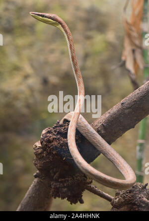 La serpent de vigne (oxybelis brevirostris), l'Équateur