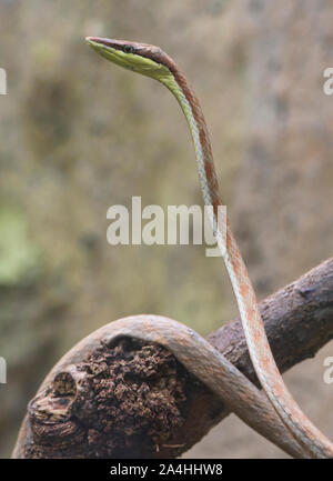 La serpent de vigne (oxybelis brevirostris), l'Équateur