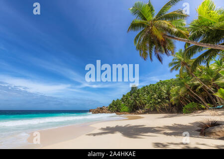 Sable blanc plage tropicale avec Coco Palms Banque D'Images