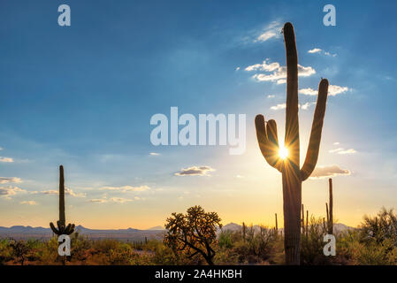 Cactus géant saguaro au coucher du soleil dans le désert de Sonora, Phoenix, Arizona. Banque D'Images