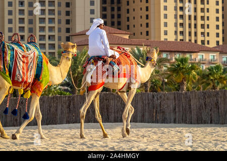 Dubaï, Émirats arabes unis - 2 décembre 2018 : Arab sur camel promenades sur la plage de La Marina de Dubaï. Banque D'Images