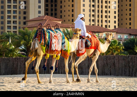 Dubaï, Émirats arabes unis - 2 décembre 2018 : Arab sur camel promenades sur la plage de La Marina de Dubaï. Banque D'Images