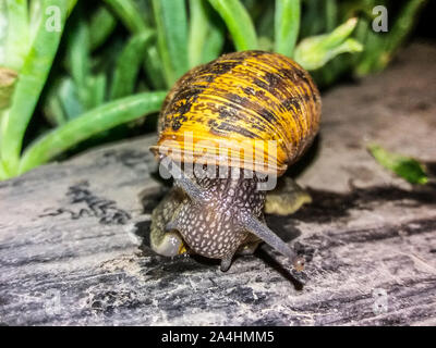 Escargot se déplaçant lentement sur la surface d'un banc.. macro nature close-up images Banque D'Images