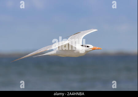 Le royal tern (Sterna maxima) volant au-dessus de l'océan dans le ciel bleu Banque D'Images