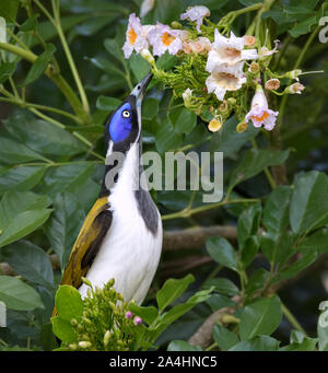 Le méliphage à face bleue (Entomyzon cyanotis) se nourrissent de la floraison bush Banque D'Images