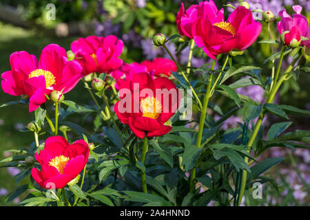 'Scarlett O'Hara' jardin commun, Luktpion la pivoine (Paeonia officinalis x Paeonia lactiflora) Banque D'Images