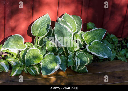 'Francee' Hosta, Funkia (Hosta fortunei) Banque D'Images