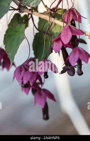 Purple Vine, Törnrosas kjortel Bell (Tigridia pavonia) Banque D'Images