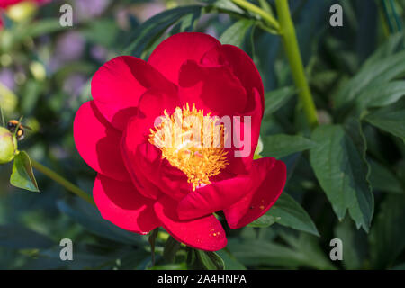 'Scarlett O'Hara' jardin commun, Luktpion la pivoine (Paeonia officinalis x Paeonia lactiflora) Banque D'Images