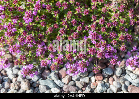 Backtimjan Breckland, thym (Thymus serpyllum) Banque D'Images