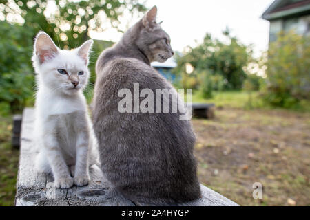 Un chaton avec des yeux bleus et un regard sévère, et maman chat sont assis sur un banc en bois dans la cour, dans le village, à une soirée d'automne. Banque D'Images