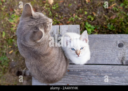 Un petit chaton graves avec des yeux bleus et un regard sévère, et maman chat sont assis sur un banc en bois dans la cour, dans le village. Vue d'en haut. Banque D'Images