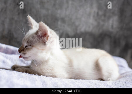 Mon Chaton Dort Avec Sa Langue Dehors Photo Stock Alamy
