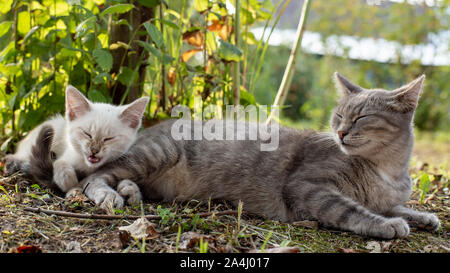 Un chat est la sieste à côté d'un chaton qui a fini de bailler et regarde comme si il rit ou sur le point d'éternuer, dans l'ombre d'un arbre, dans l'countrysi Banque D'Images