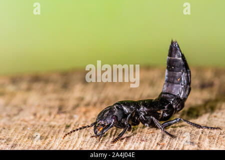 Un entraîneur du Diable-horse ponderosa Banque D'Images