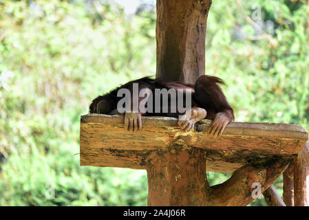 Les jeunes orang-outan dormant dans les branches d'arbres Banque D'Images