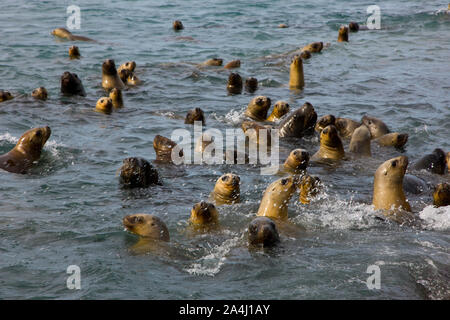 Lobo Marino de dos pelos Oso u bristol condominio marino (Arctocephalus australis), Puerto Deseado, Patagonie, Argentine Banque D'Images