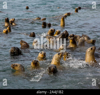 Lobo Marino de dos pelos Oso u bristol condominio marino (Arctocephalus australis), Puerto Deseado, Patagonie, Argentine Banque D'Images