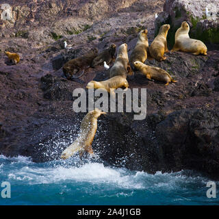 Lobo Marino de dos pelos Oso u bristol condominio marino (Arctocephalus australis), Puerto Deseado, Patagonie, Argentine Banque D'Images