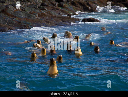 Lobo Marino de dos pelos Oso u bristol condominio marino (Arctocephalus australis), Puerto Deseado, Patagonie, Argentine Banque D'Images