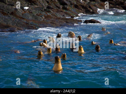 Lobo Marino de dos pelos Oso u bristol condominio marino (Arctocephalus australis), Puerto Deseado, Patagonie, Argentine Banque D'Images