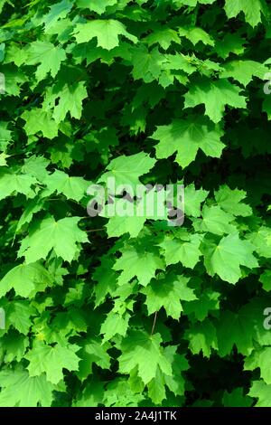 Feuilles vertes d'un érable de Norvège (Acer platanoides) en été, Allemagne Banque D'Images