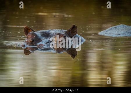 Hippopotame (Hippopotamus amphibius), situé dans les eaux peu profondes, Moremi, Ngamiland, Botswana Banque D'Images