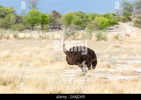 Autruche femelle marche à travers une savane, Etosha, Namibie, Afrique Banque D'Images