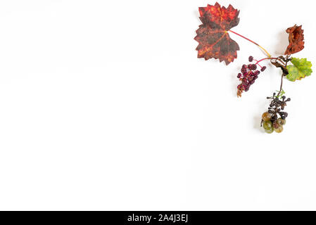 Une brindille avec un tas de raisins pourris à l'automne sur une surface blanche Banque D'Images