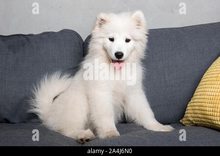 Chiot Chien samoyède blanc est assis à la table gris Banque D'Images