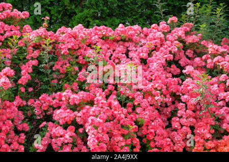 Arrière-plan de bouquet de fleurs de rose rose bush. Aromatiques bulgare rose valley. Banque D'Images