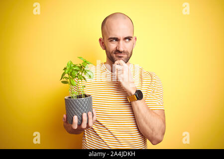 Jeune homme tenant le basilic plat terrain isolé sur fond jaune visage sérieux de penser à question, idée très confus Banque D'Images