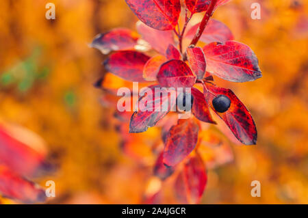 Berry sur cotoneaster branche sur un arrière-plan flou d'automne. Automne feuilles colorées de rouge, jaune, orange. Bush avec le raisin d'Autumn Leaves close-up Banque D'Images