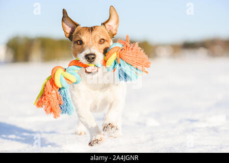 Heureux chien adorable lit jouet corde d'exécution sur la neige en hiver au chaud jour Banque D'Images