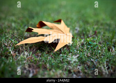 Des feuilles d'automne sèches se trouve sur l'herbe verte comme le premier signe de l'approche de l'automne. Banque D'Images