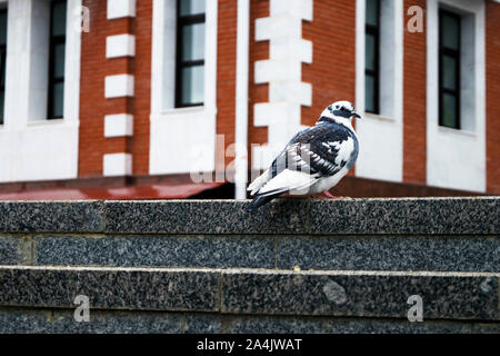 Colombe. Une colombe blanche, marcher le long de la rue. Banque D'Images