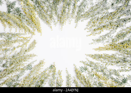 Herbes médicinales, l'armoise, Artemisia, gingembre vert sur fond blanc. Banque D'Images