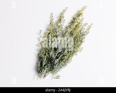 Herbes médicinales, l'armoise, Artemisia, gingembre vert sur fond blanc. Banque D'Images