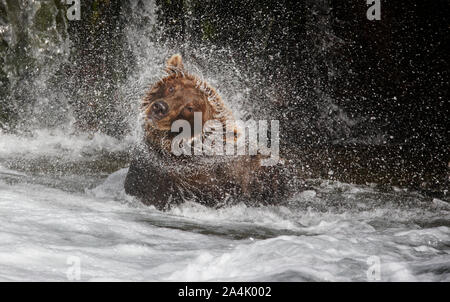 Ours grizzli (Ursus arctos) en agitant son corps. Brooks de l'automne, Alaska Banque D'Images